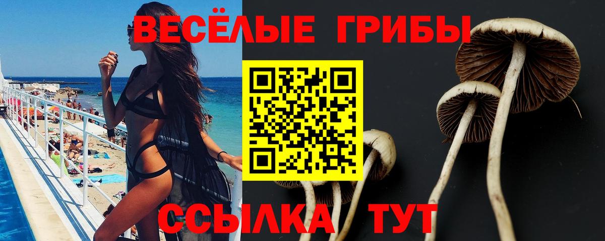 Псилоцибиновые грибы Cubensis  Вход с VPN  Новокубанск 